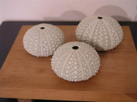 kina_on_alter_or_plate